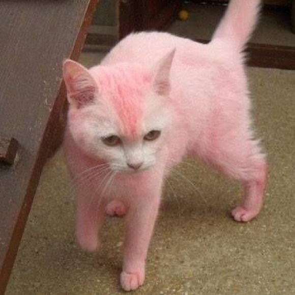 pinkfurr